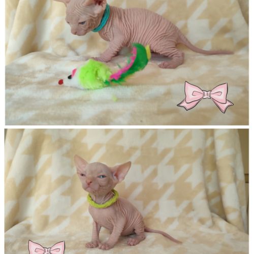 Chatons sphynx loof à réserver #1