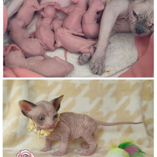 Chatons sphynx loof à réserver #2