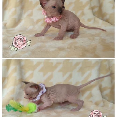 Chatons sphynx loof à réserver #3