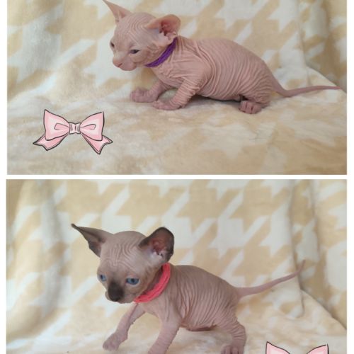 Chatons sphynx loof à réserver #4