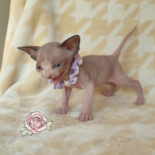 Chatons sphynx loof à réserver #0