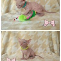 Chatons sphynx loof à réserver #1