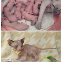 Chatons sphynx loof à réserver #2