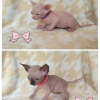 Chatons sphynx loof à réserver #4