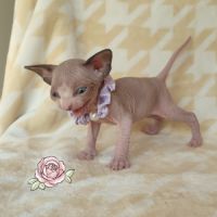 Chatons sphynx loof à réserver