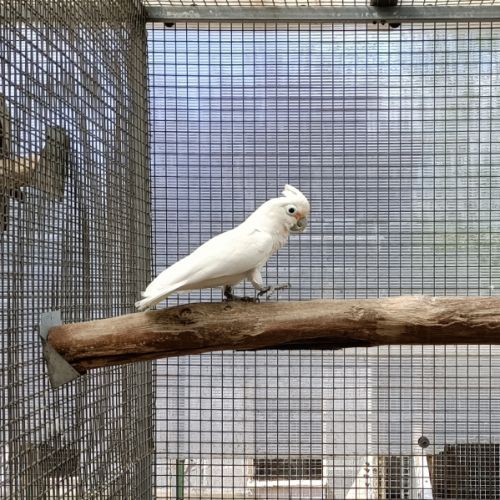 Cacatoès de goffin #0