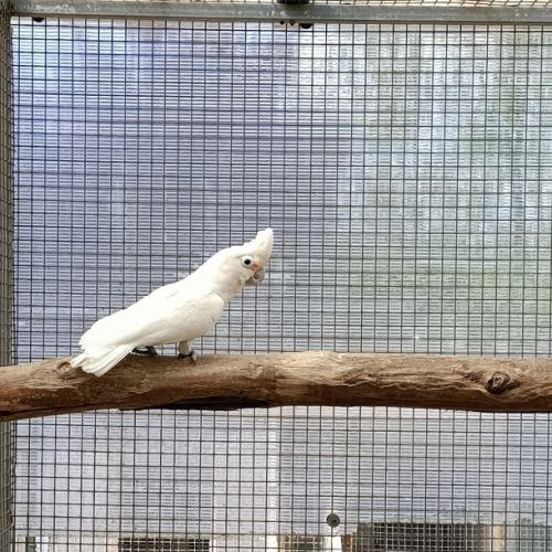 Cacatoès de goffin #3