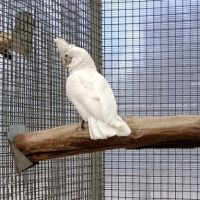 Cacatoès de goffin #2