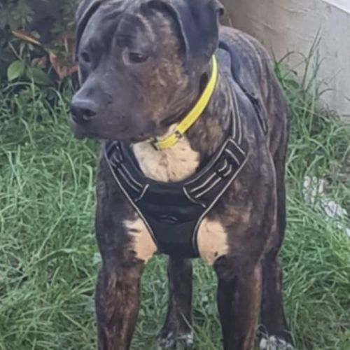 Rambo, super affectueux et joueur #2