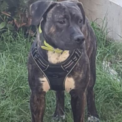 Rambo, super affectueux et joueur #0