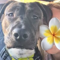 Rambo, super affectueux et joueur #1