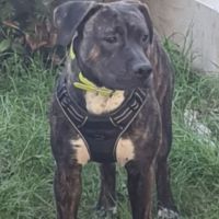 Rambo, super affectueux et joueur #0