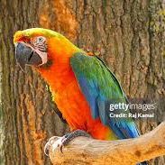 Couple cacatoès  catalina #1