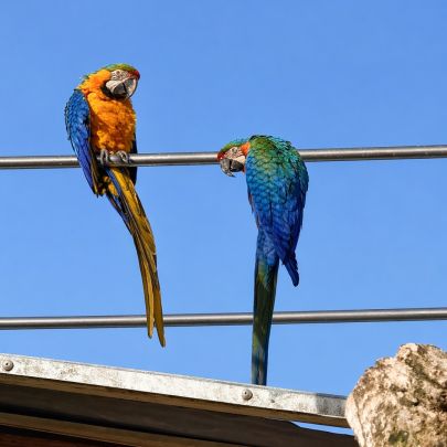 Couple cacatoès  catalina #0