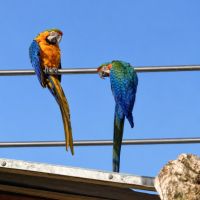 Couple cacatoès  catalina