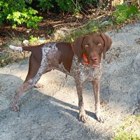 Kiara, une créme de toutou #2