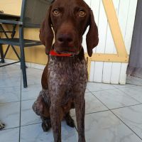 Kiara, une créme de toutou #4