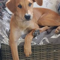 Loki, je serai ton compagnon #4