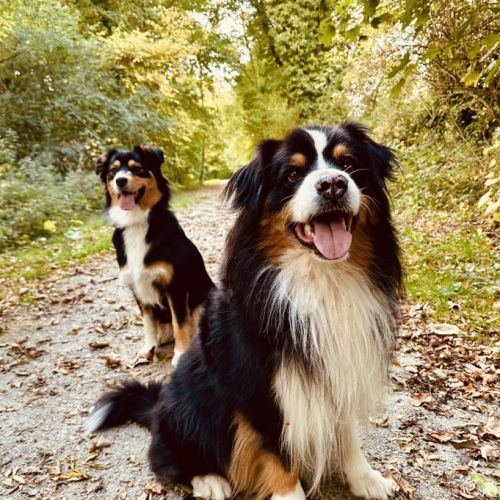 Chiots type berger australien #1