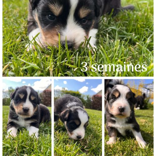 Chiots type berger australien #0