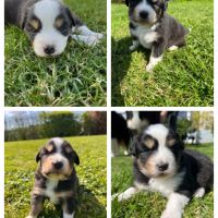 Chiots type berger australien #3