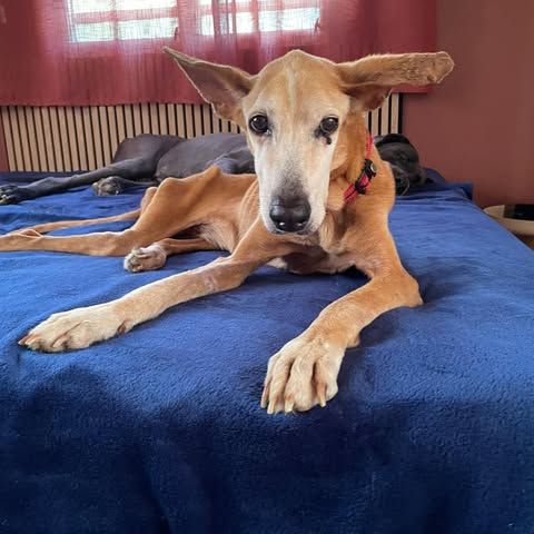 Rowena un amour inconditionnel #0