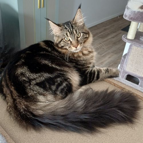 Chaton male maine coon loof #1