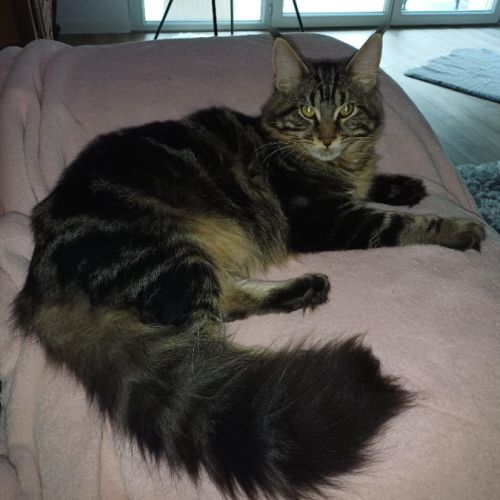 Chaton male maine coon loof #3