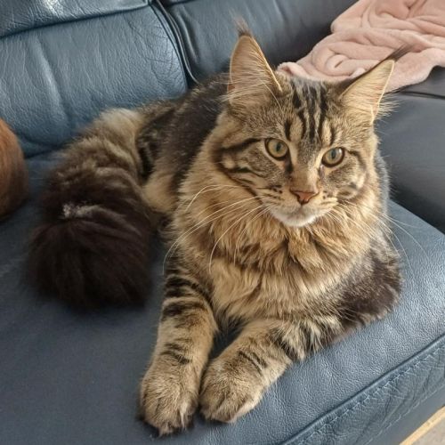 Chaton male maine coon loof