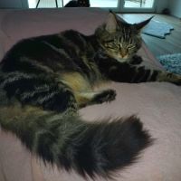 Chaton male maine coon loof