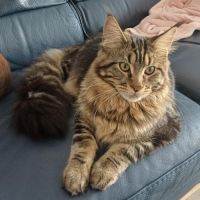 Chaton male maine coon loof