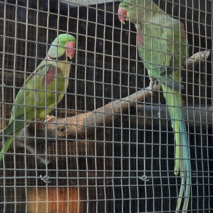 Couple reproducteur grand alexandre #1