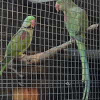 Couple reproducteur grand alexandre #1