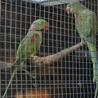 Couple reproducteur grand alexandre