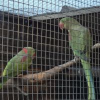 Couple reproducteur grand alexandre #3