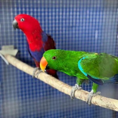 Couple reproducteur grand eclectus #0