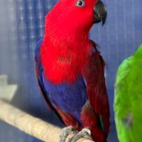 Couple reproducteur grand eclectus #1