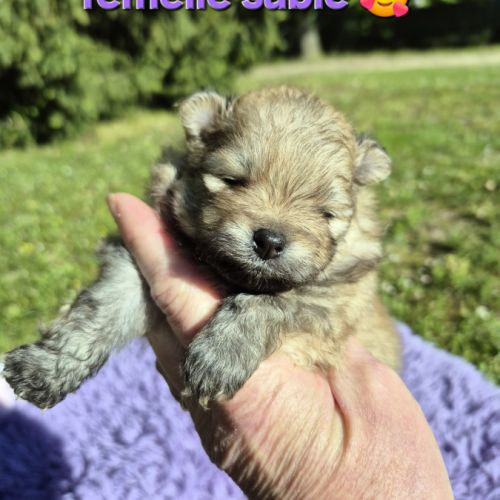 Véritables chiots spitz nain poméranien lof #1