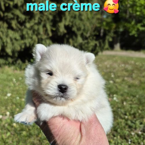 Véritables chiots spitz nain poméranien lof #0