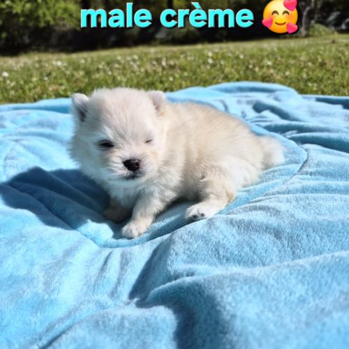 Véritables chiots spitz nain poméranien lof #6