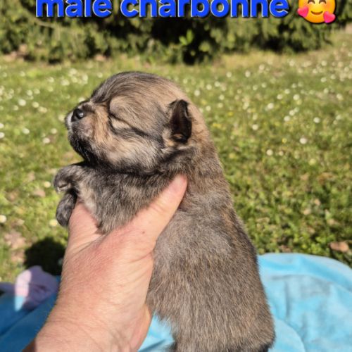 Véritables chiots spitz nain poméranien lof #7