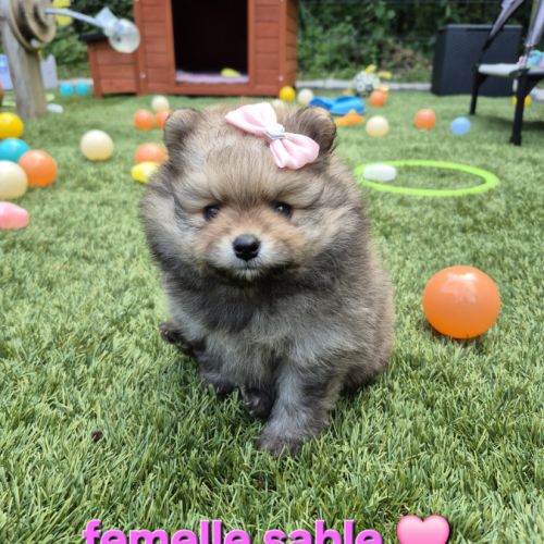 Véritables chiots spitz nain poméranien lof