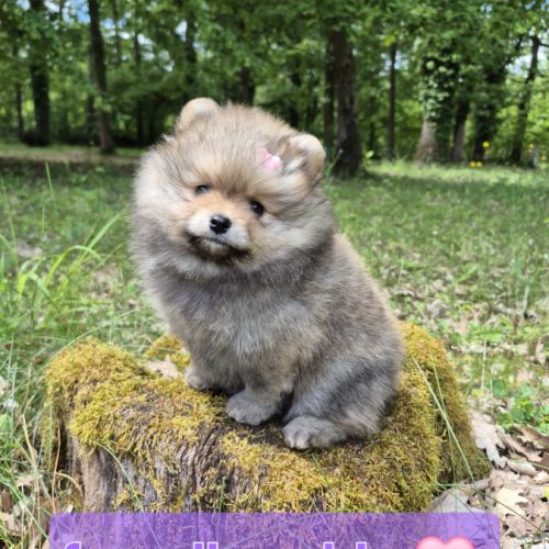 Véritables chiot spitz nain poméranien lof