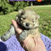 Véritables chiots spitz nain poméranien lof #1