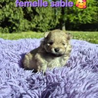 Véritables chiots spitz nain poméranien lof #2