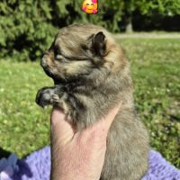 Véritables chiots spitz nain poméranien lof #3