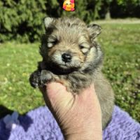 Véritables chiots spitz nain poméranien lof #4