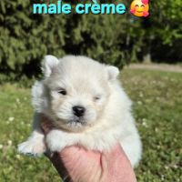 Véritables chiots spitz nain poméranien lof