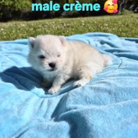 Véritables chiots spitz nain poméranien lof #6