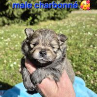 Véritables chiots spitz nain poméranien lof #8